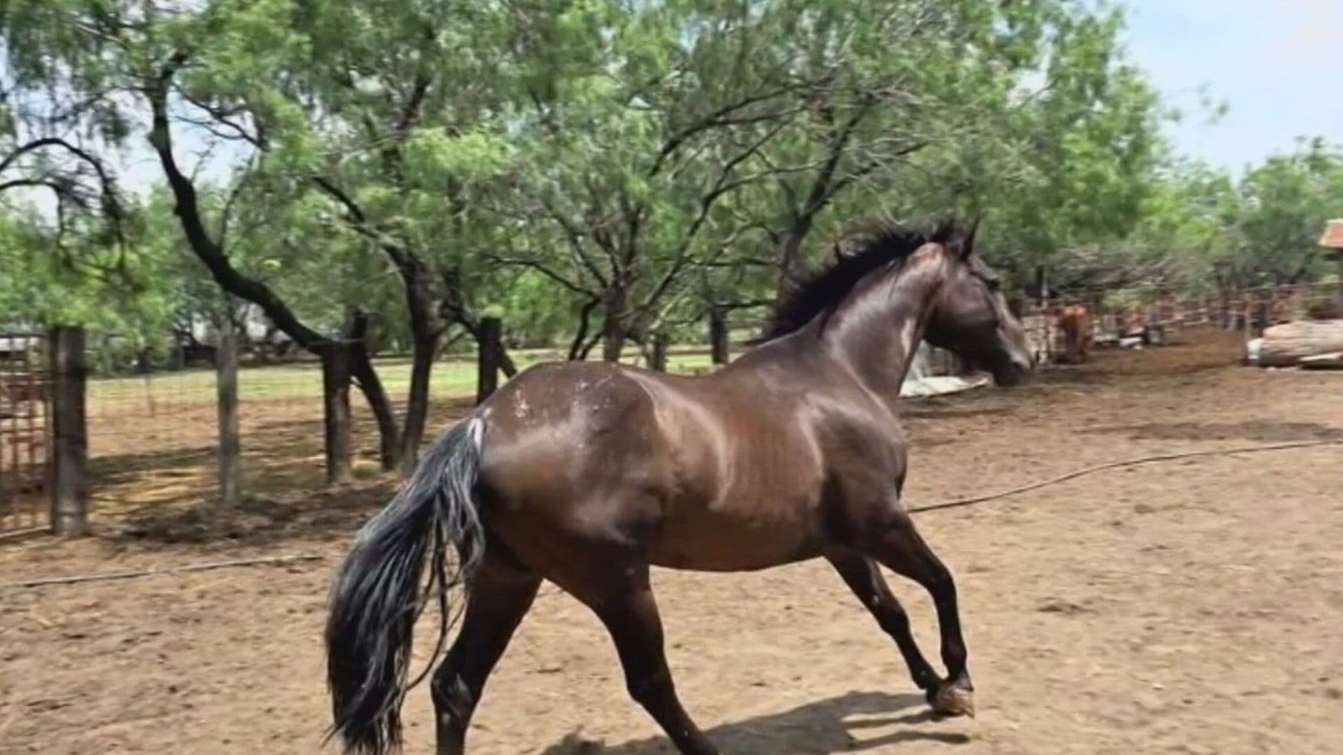 Roban Dos Caballos en García; Los Captan en Video en Escobedo, Nuevo León