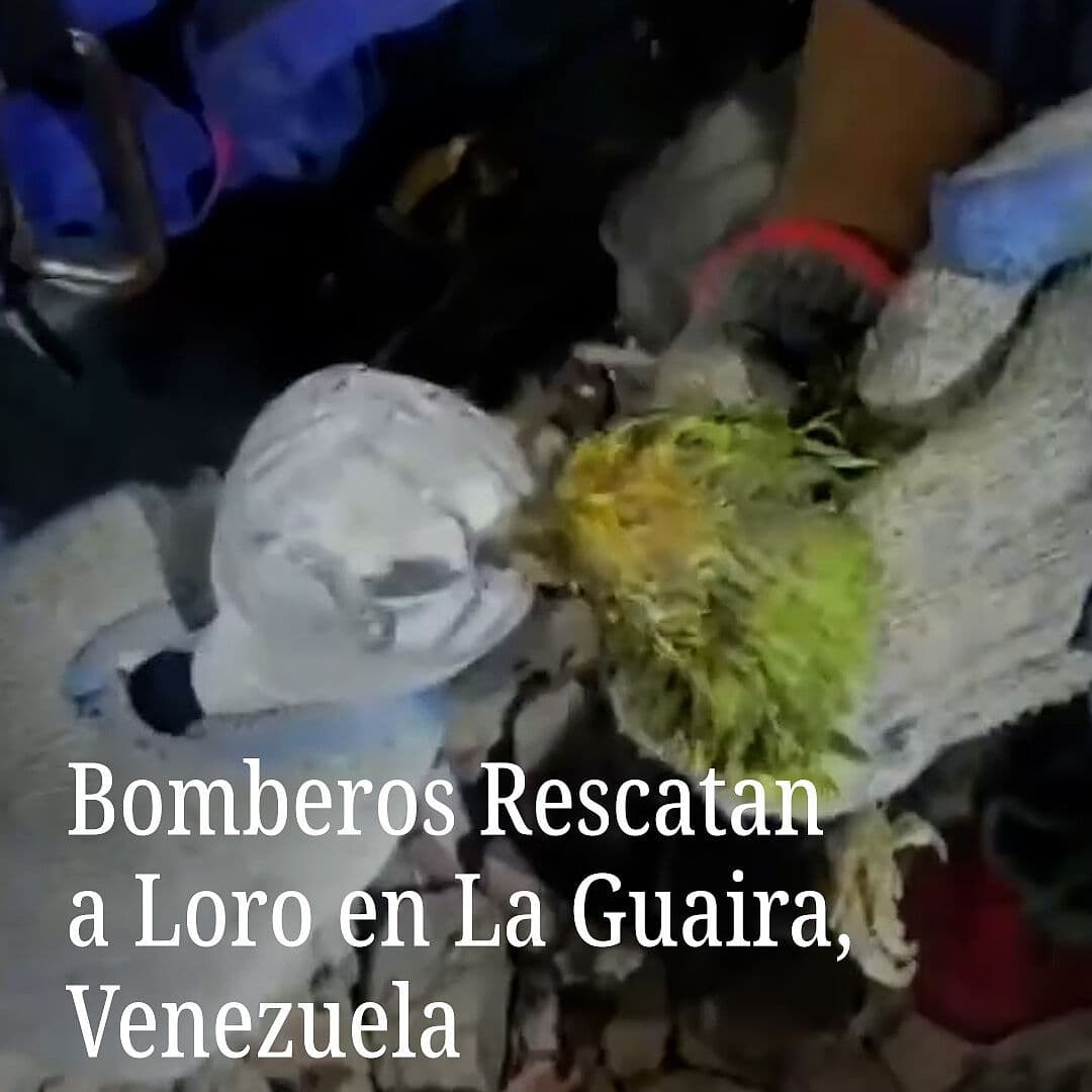 Bomberos Rescatan a Loro en La Guaira, Venezuela