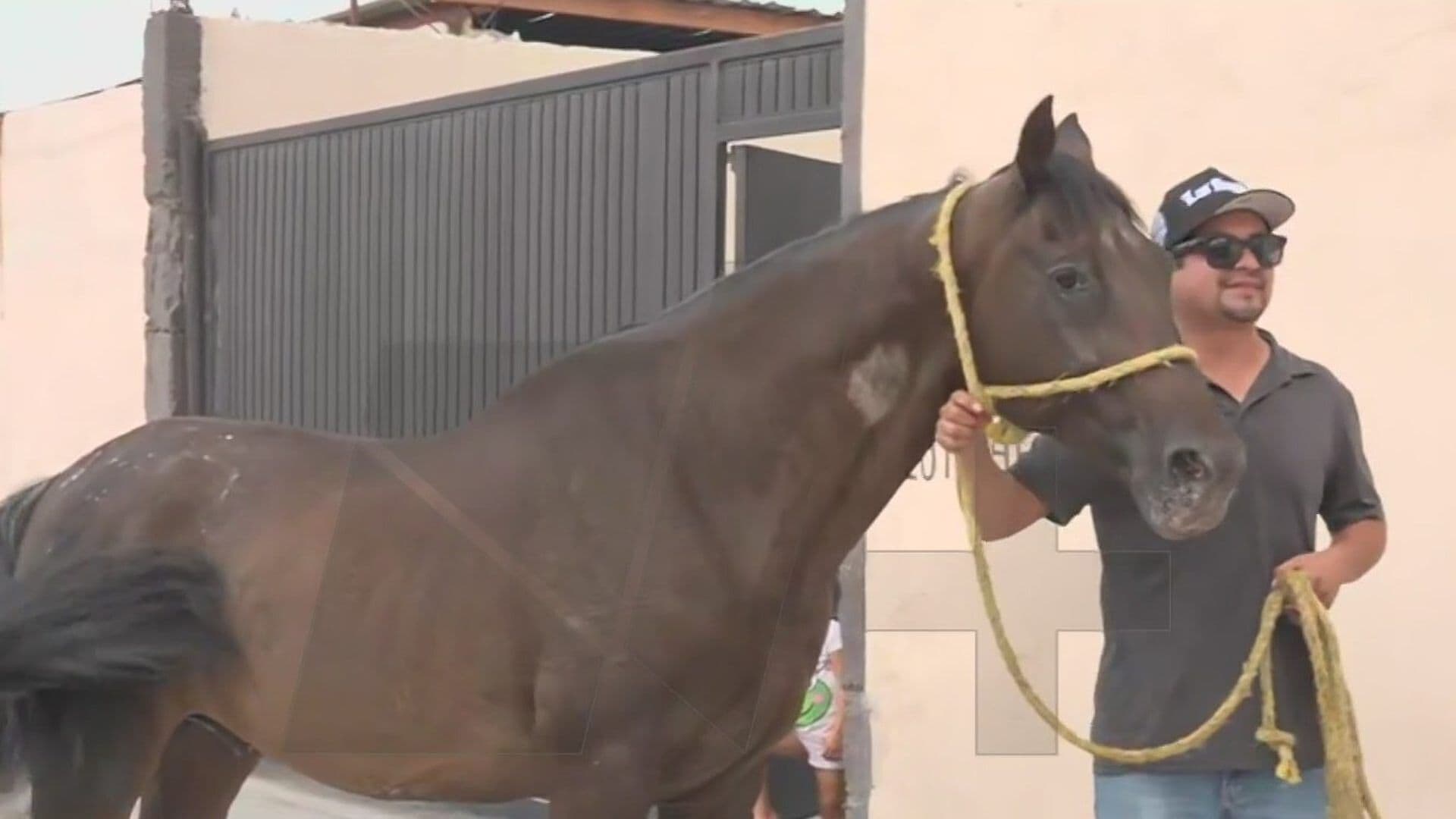Confirman Autoridades Haber Localizado a Caballo “Prieto” en García, NL