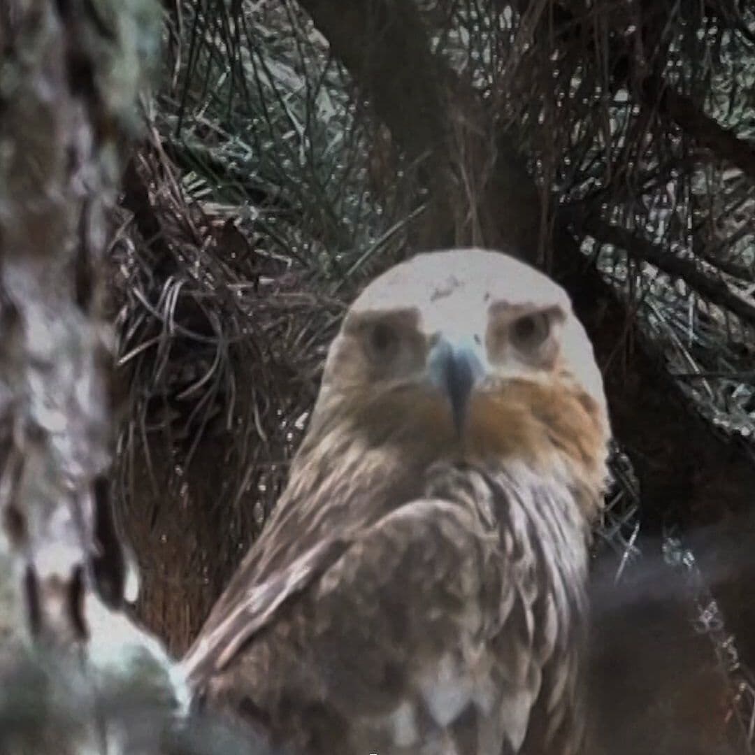 Recuperan Águila Robada en Peligro de Extinción