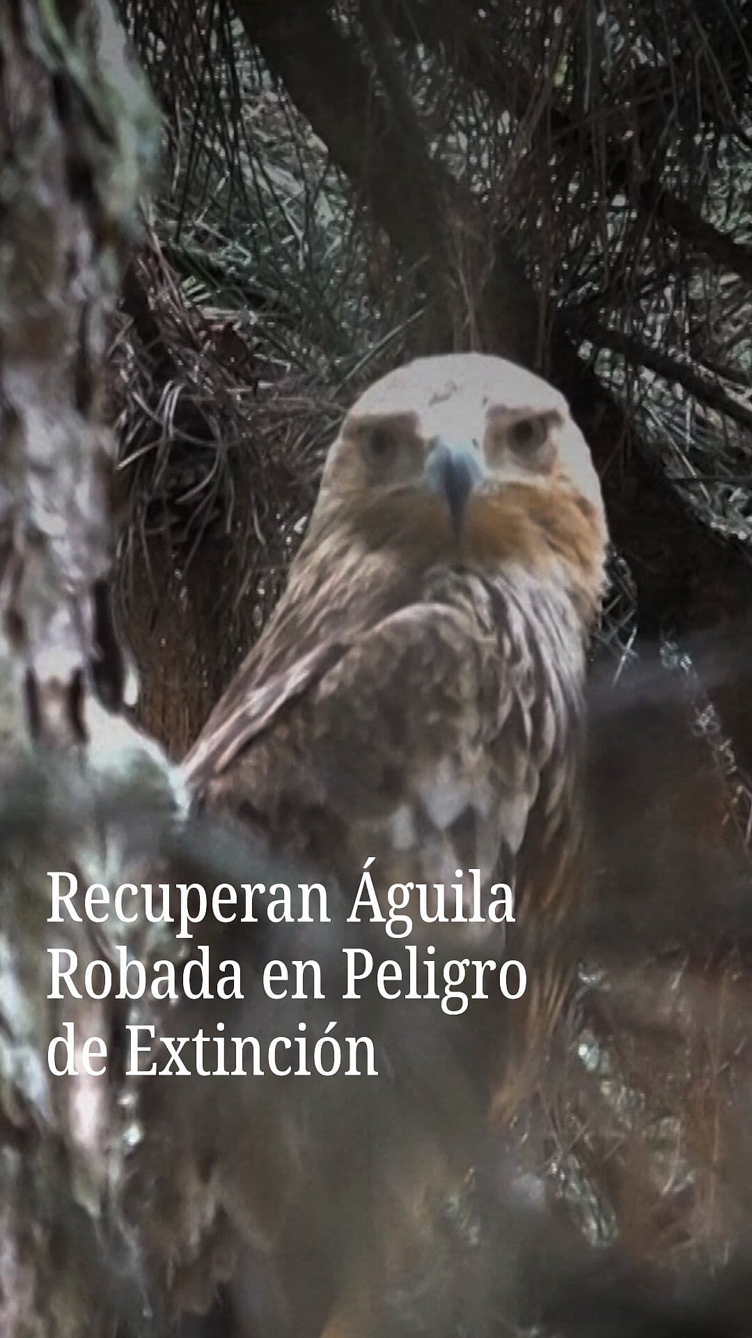 Recuperan Águila Robada en Peligro de Extinción