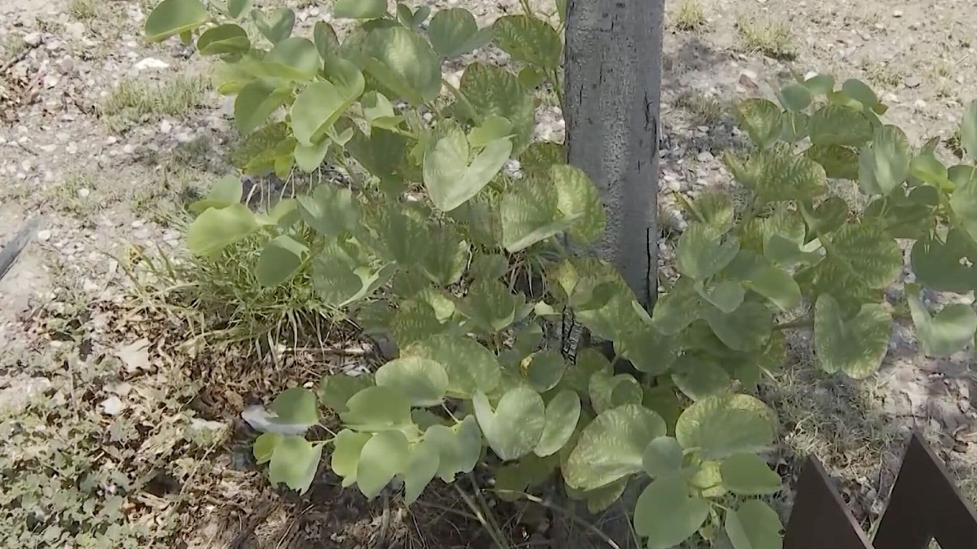 Medio Ambiente de Gómez Palacio Recomienda No Plantar Árboles Durante Canícula