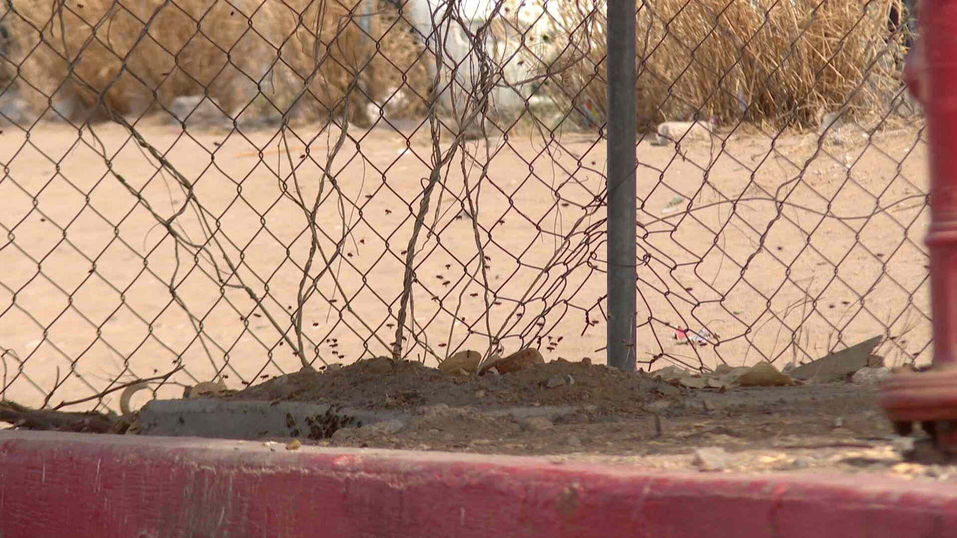 Reportan Ataques de Abeja en Varios Punto de Hermosillo, Sonora