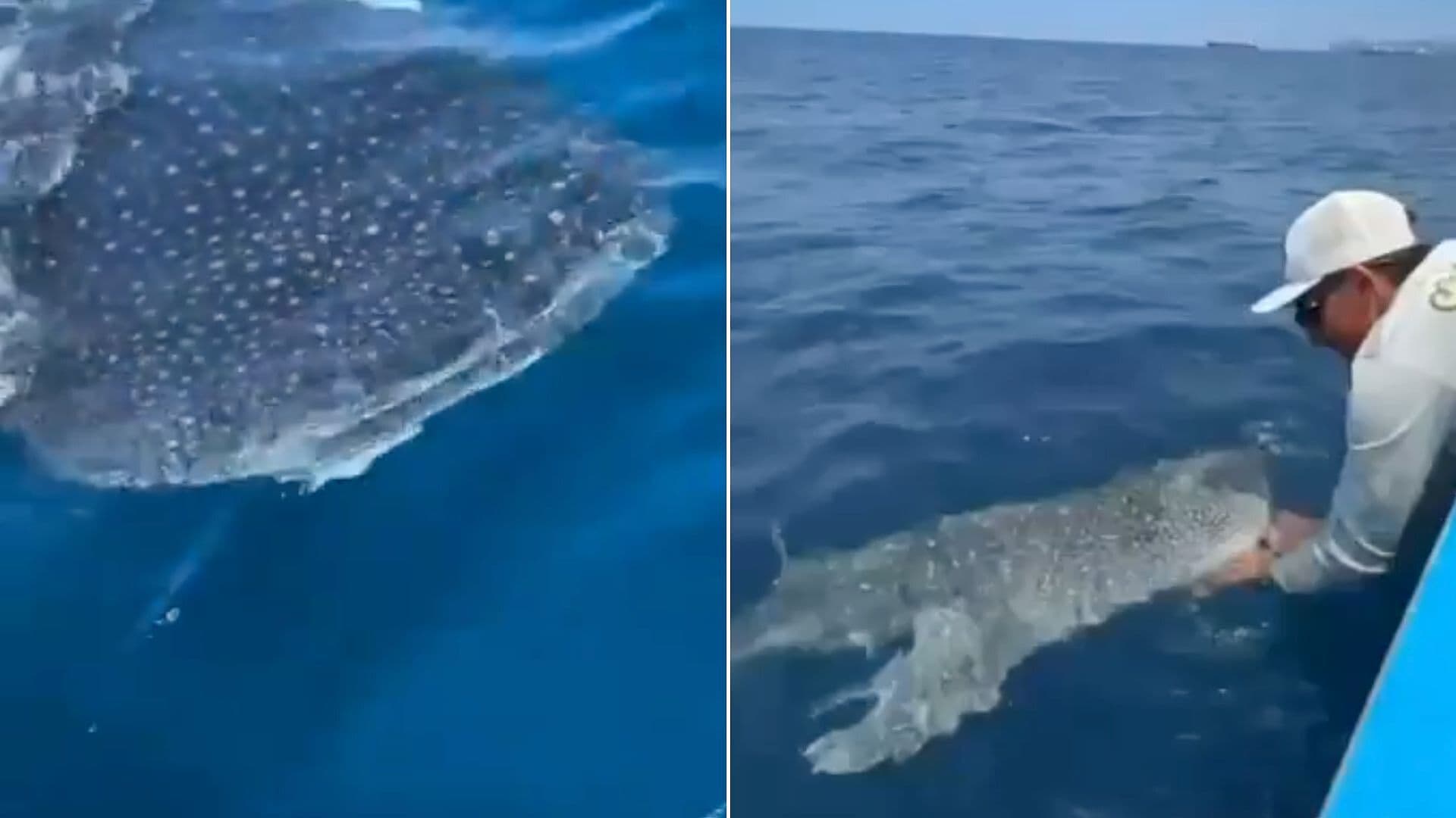 Pescadores Captaron Tiburón Ballena Gigante en Manzanillo, Colima