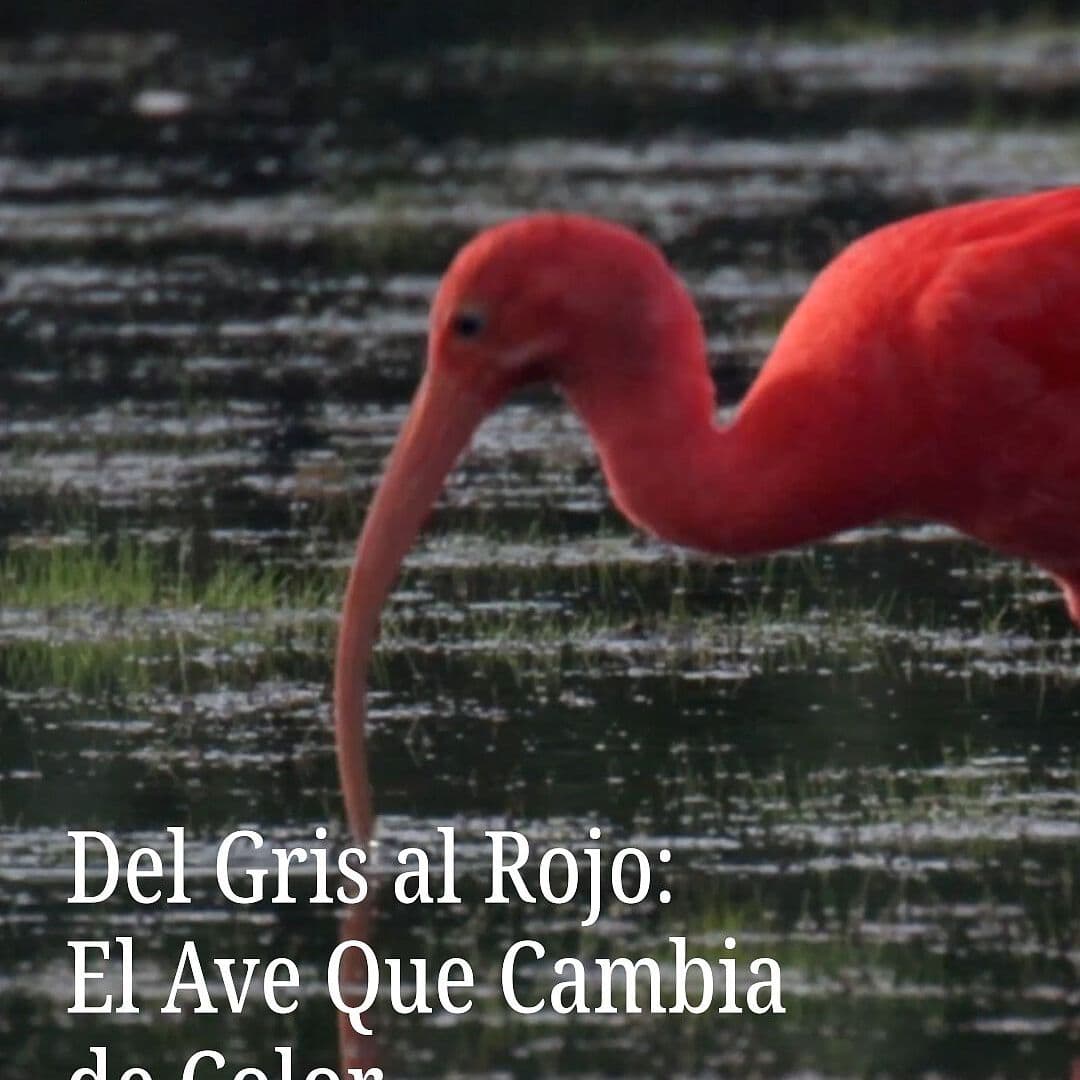 El Ave que Robó el Color del Sol