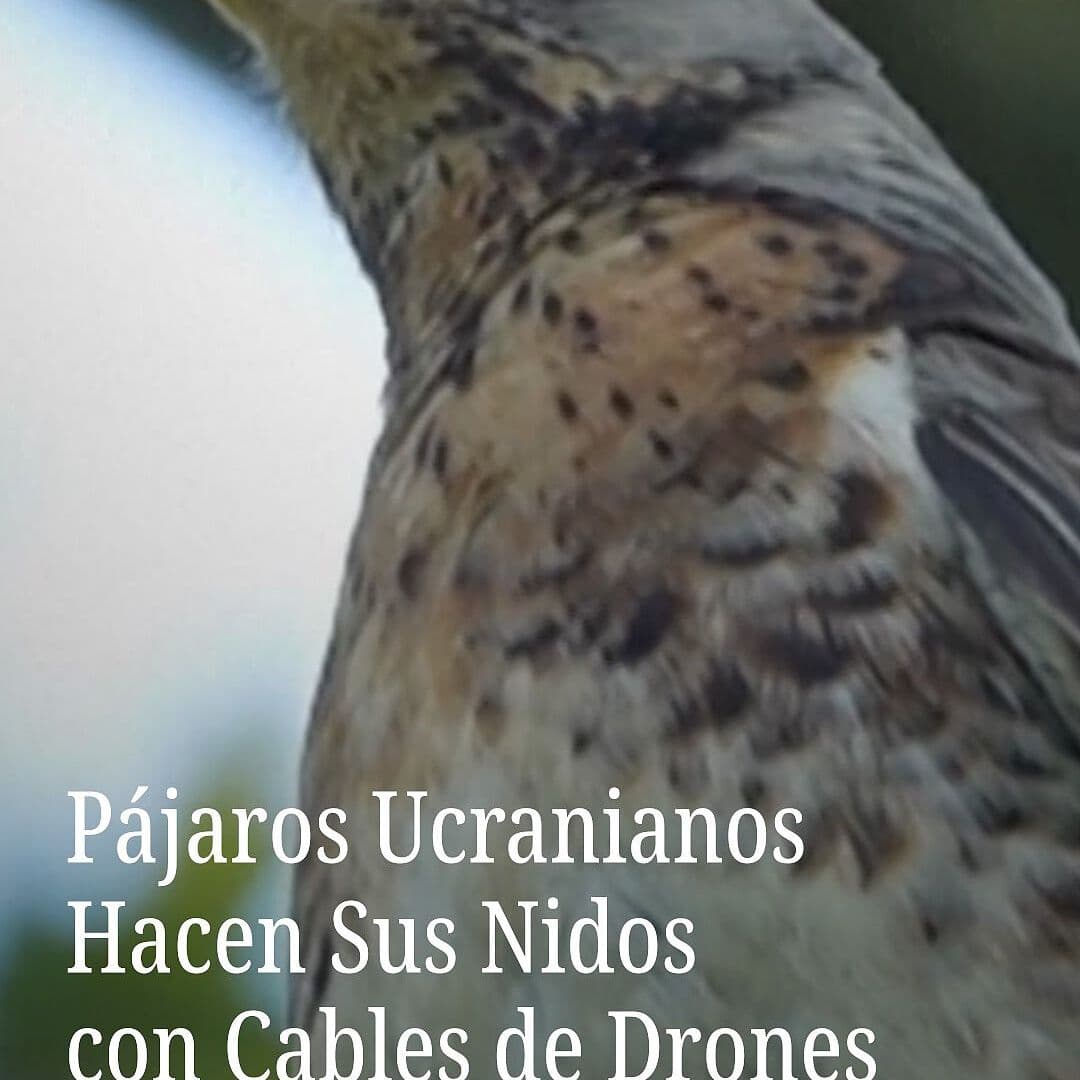 Pájaros Ucranianos Hacen sus Nidos con Cables de Drones