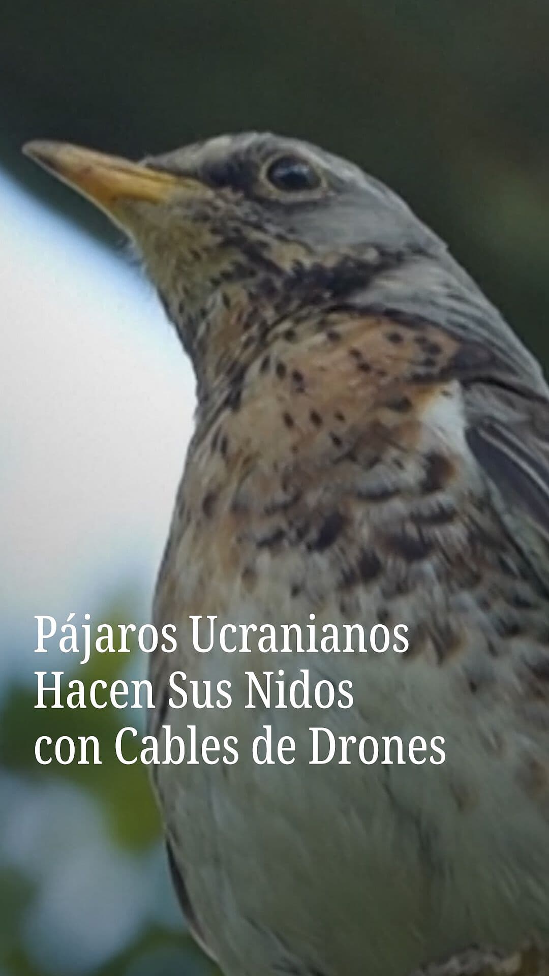 Pájaros Ucranianos Hacen sus Nidos con Cables de Drones