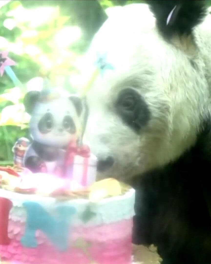 Xin Xin Cumple 36 Años: Así Celebró la Panda Gigante Más Longeva Nacida Fuera de China