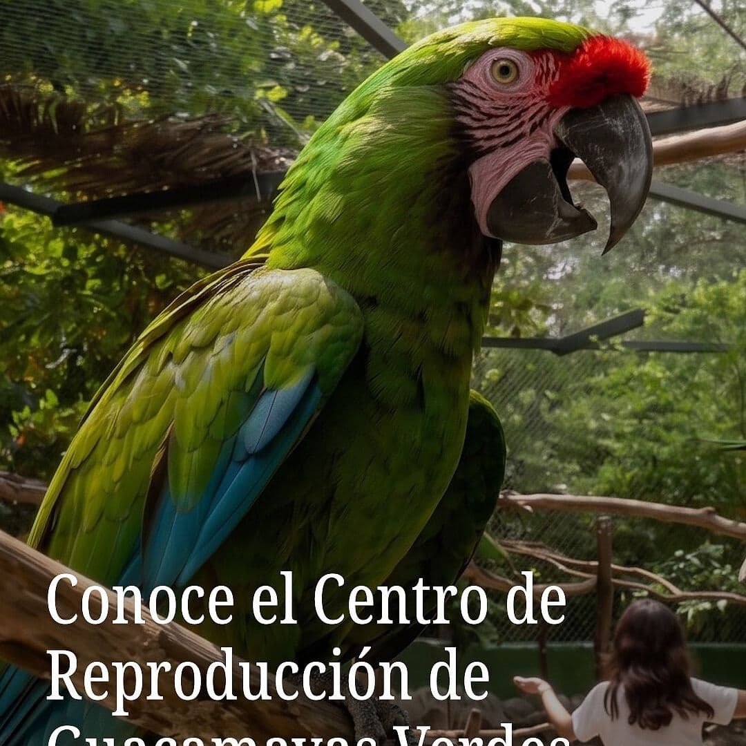 Conoce el Centro de Reproducción de Guacamayas Verdes