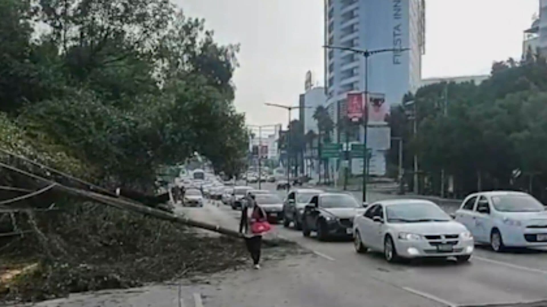 Desplome Árbol Poste y Cableado en Bulevar Atlixco Triángulo Las Ánimas Puebla