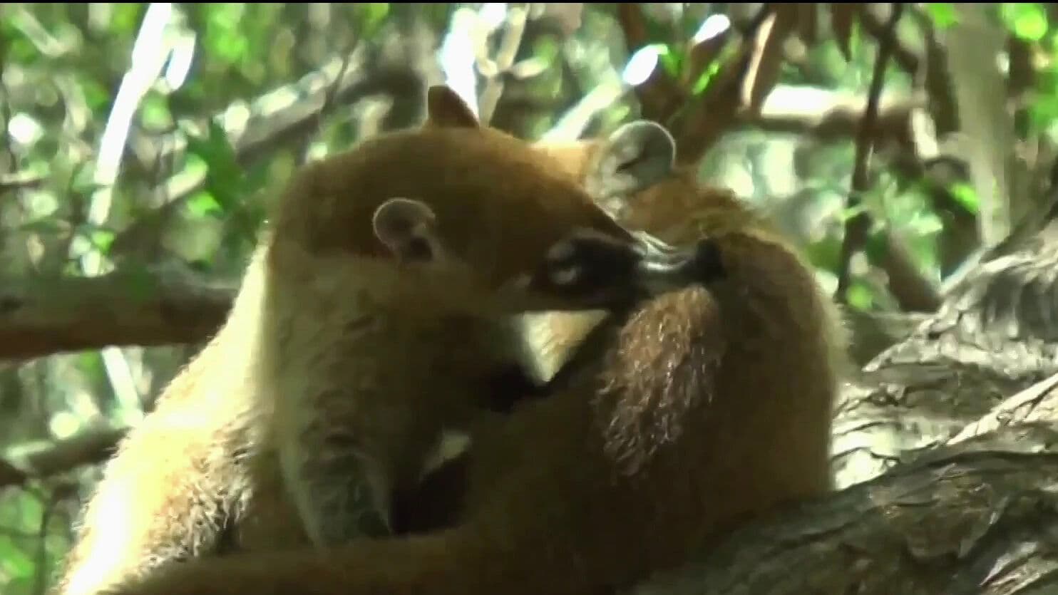 Cámaras Trampa Revelan Sorprendentes Imágenes de Especies en Peligro en Yucatán