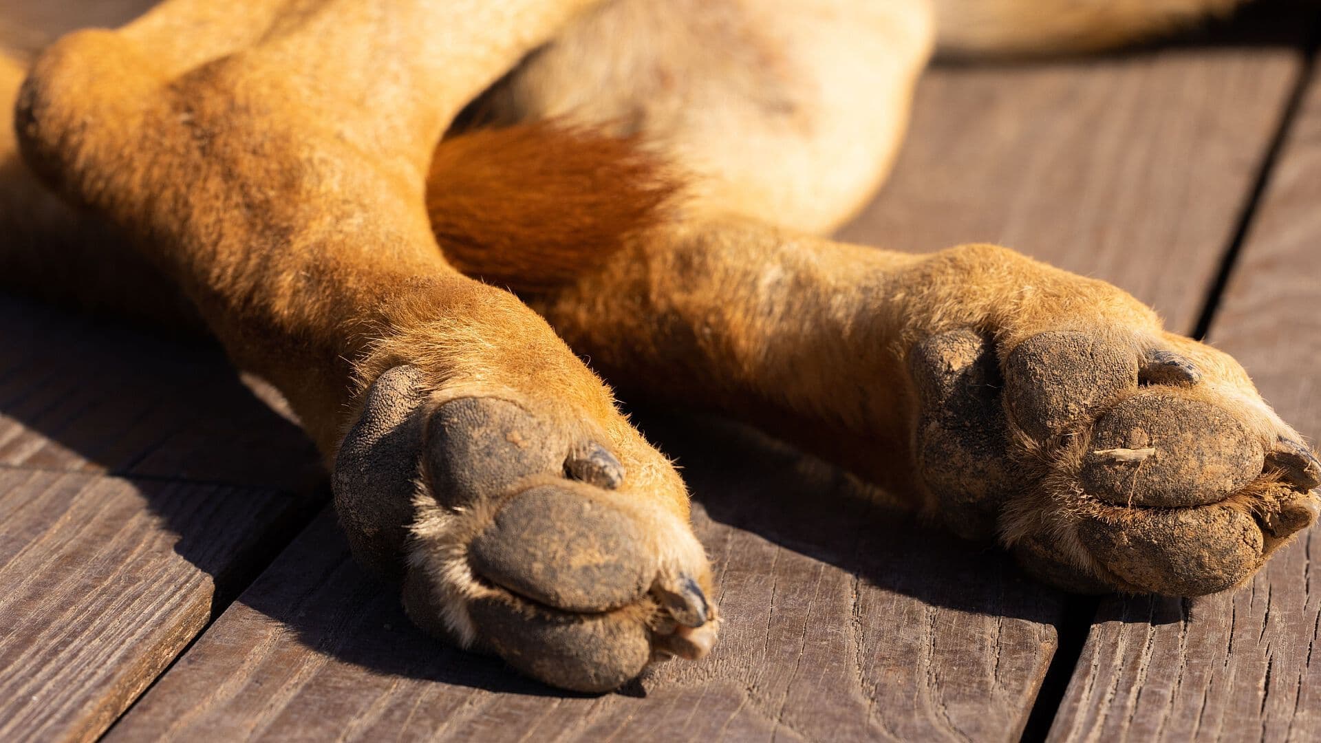 Perros Envenenados Ahuehuetzingo Chietla Puebla Carne Pollo Dueño