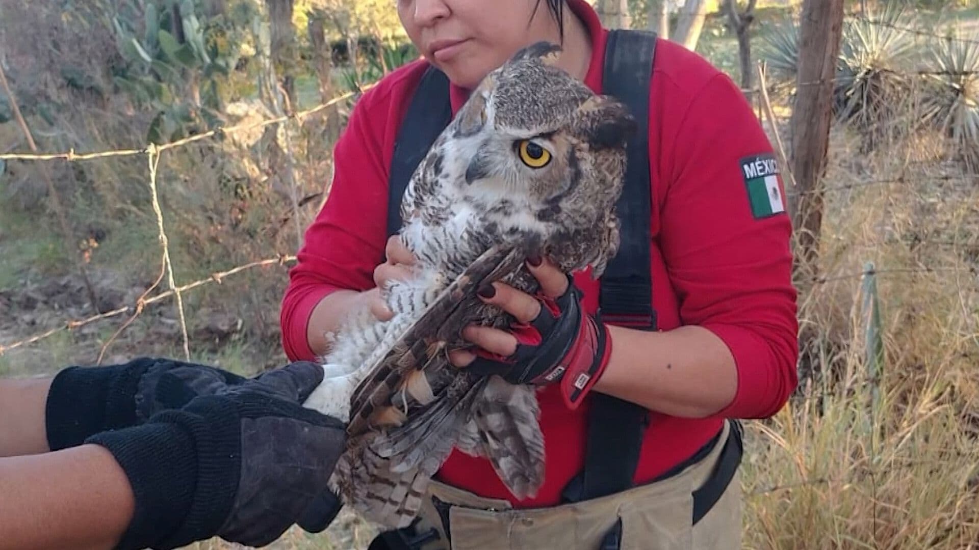 Suman 222 Rescate de Animales Durante 2026 en Torreón