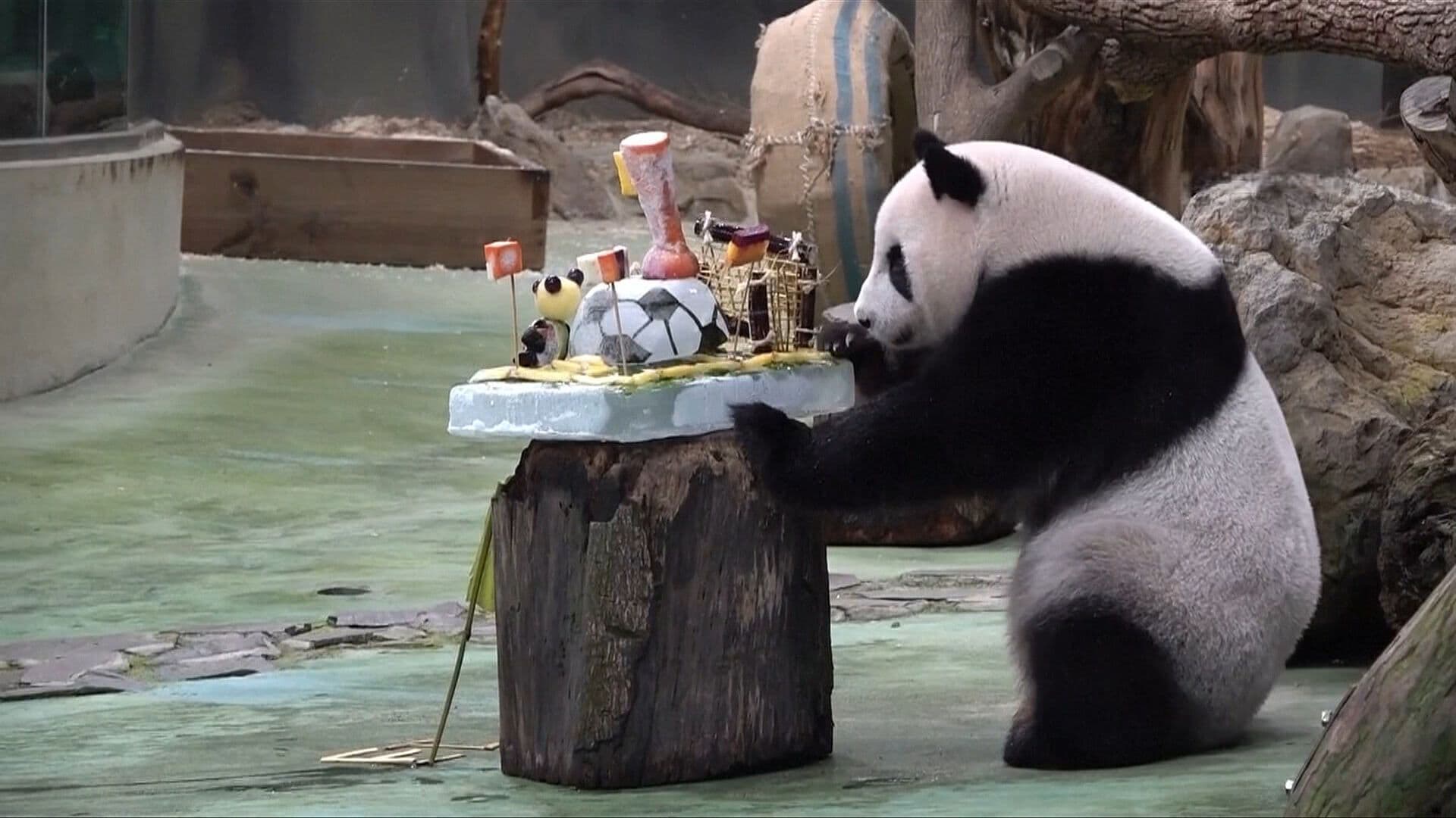 Celebran Cumpleaños 36 de Panda Xin Xin con Pastel y Manzanas