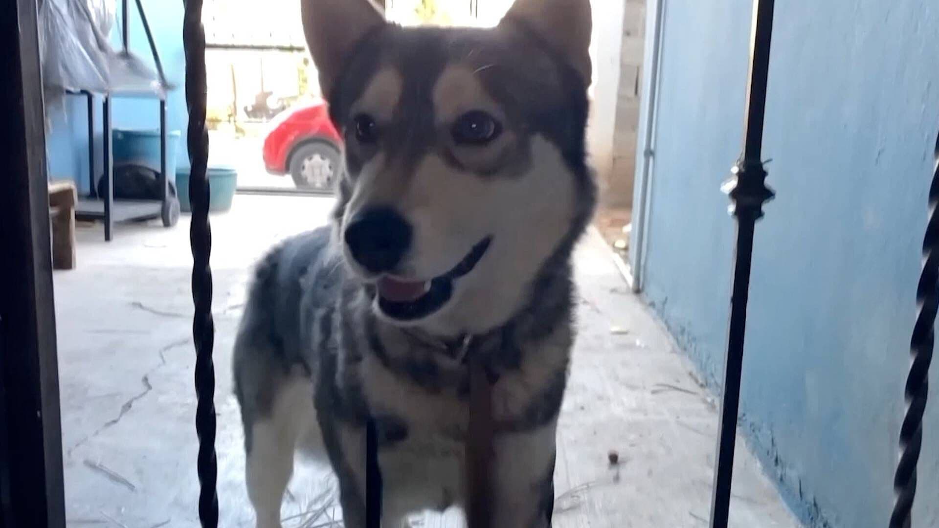 Exhortan a Vacunar a las Mascotas en Chihuahua Para Prevenir Enfermedades