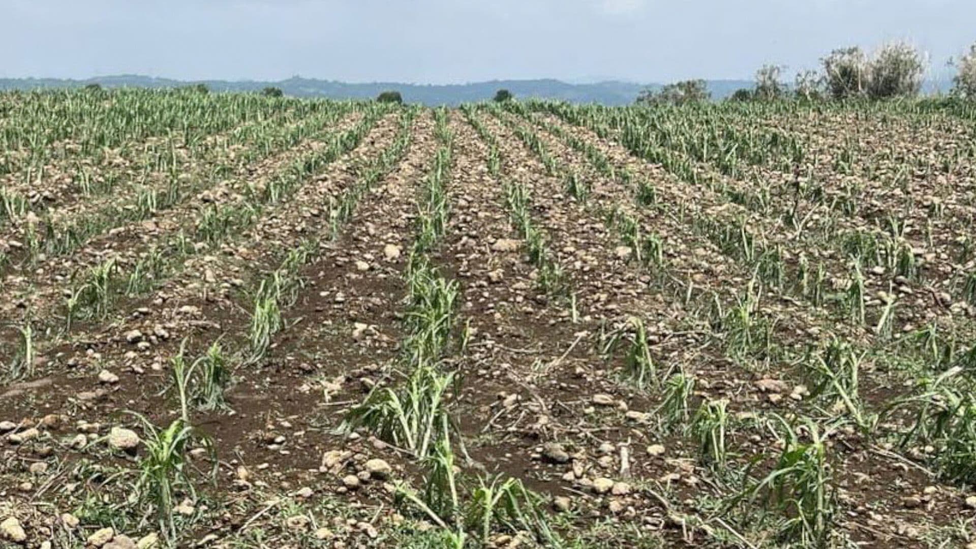 Cultivos Afectados por Granizada San Pedro Benito Juárez y Agrícola Ocotepec en Atlixco Puebla