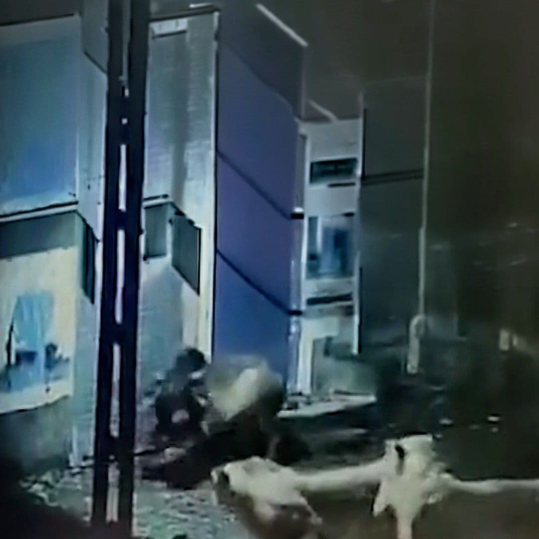 Toros Hacen Huir a Leones que Pretendían Atacarlos