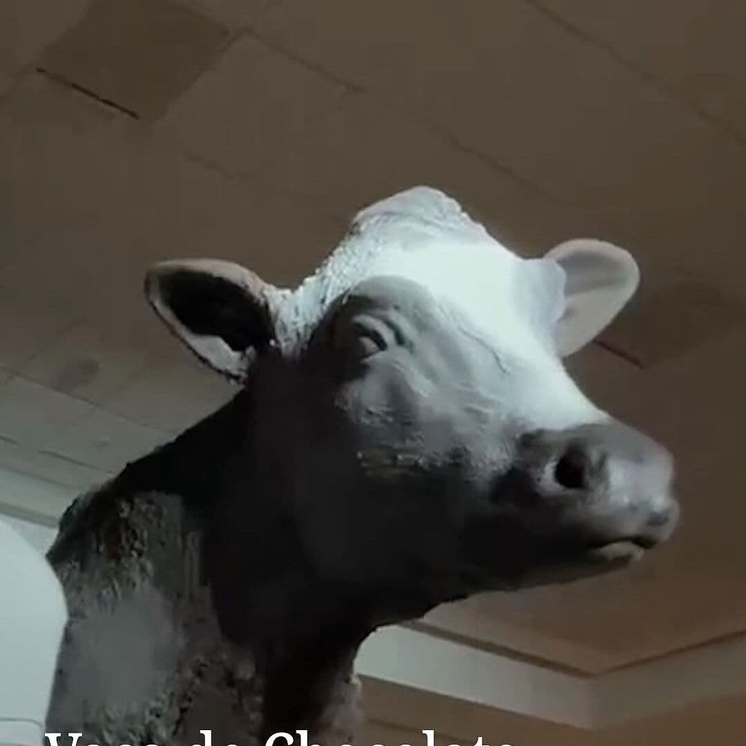 Vaca de Chocolate se Cae Durante Festival en Chile