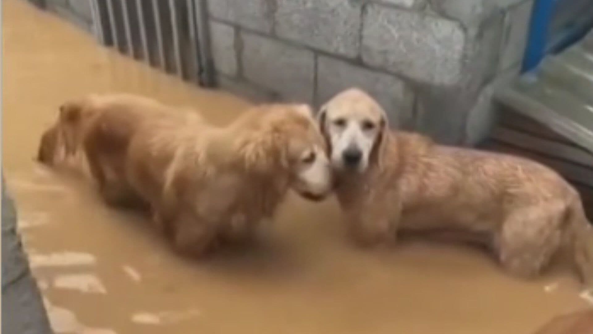VIDEO | Hombre Arriesga su Vida para Rescatar a Perritos y Gatitos de Inundaciones en China