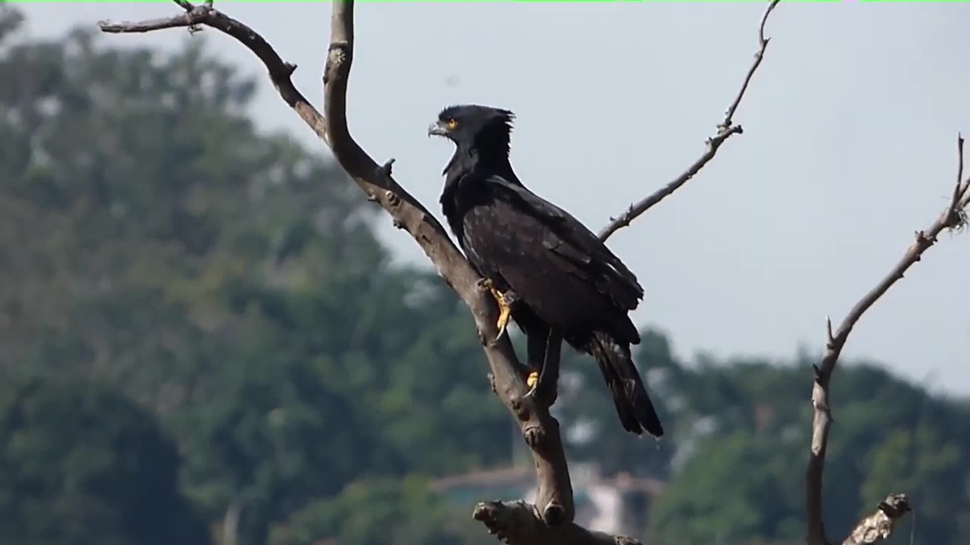 Especie en Peligro de Extinción es Vista por Primera Vez en la Sierra Gorda Queretana