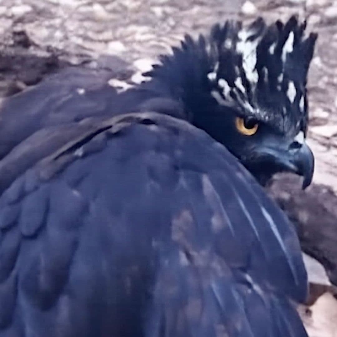Especie en Peligro de Extinción es Vista por Primera Vez en la Sierra Gorda Queretana