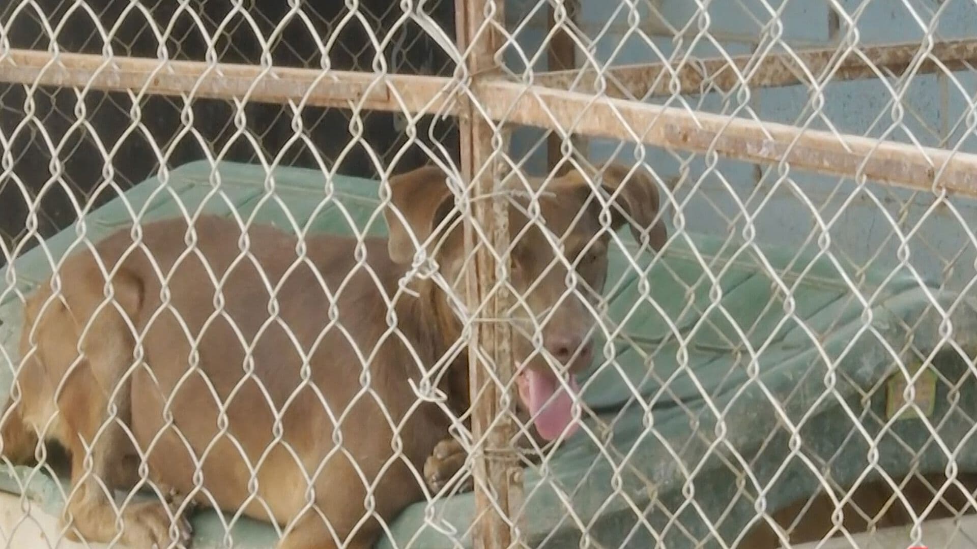 Clausuran Albergue Canino por Operar Sin la Documentación Necesaria en Torreón