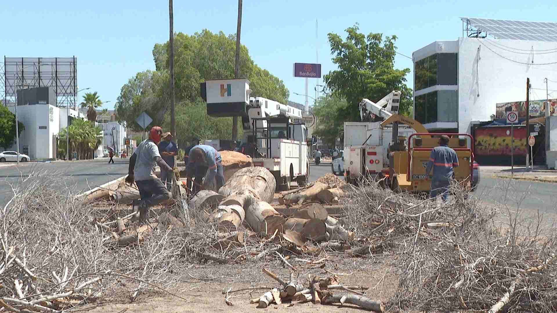 Fuertes Vientos Dejan Varios Árboles Caídos en Hermosillo