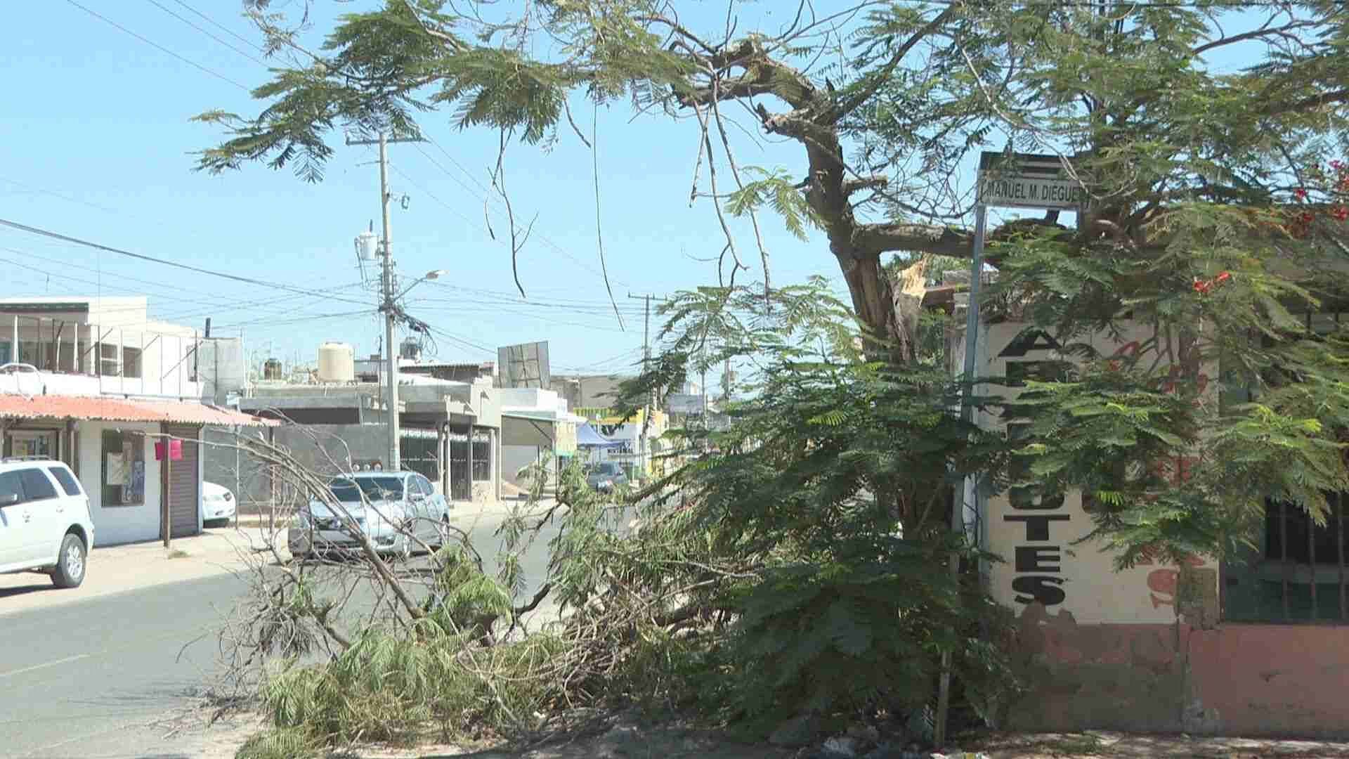 Solicitan Apoyo Para Podar y Reducir Riesgos por Árboles Viejos en Hermosillo