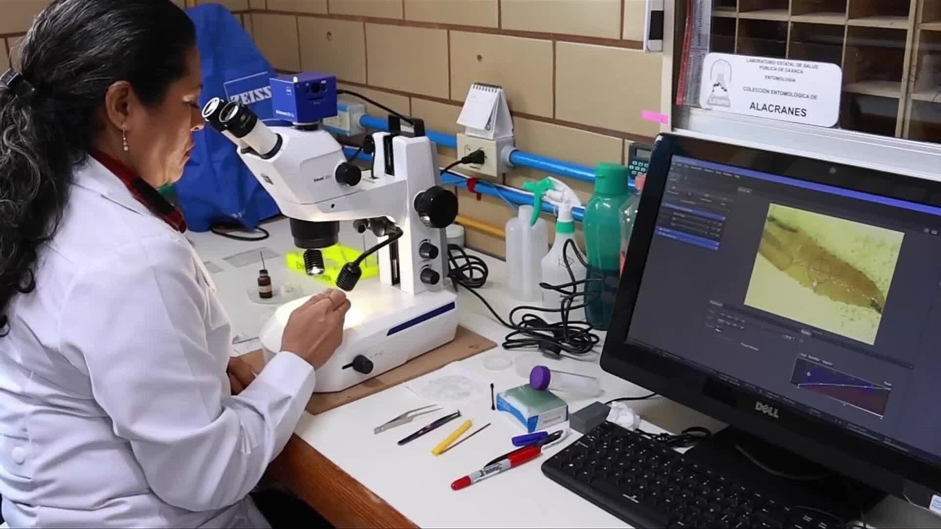 La Zona Sur de Jalisco es la Más Afectada por el Gusano Barrenador