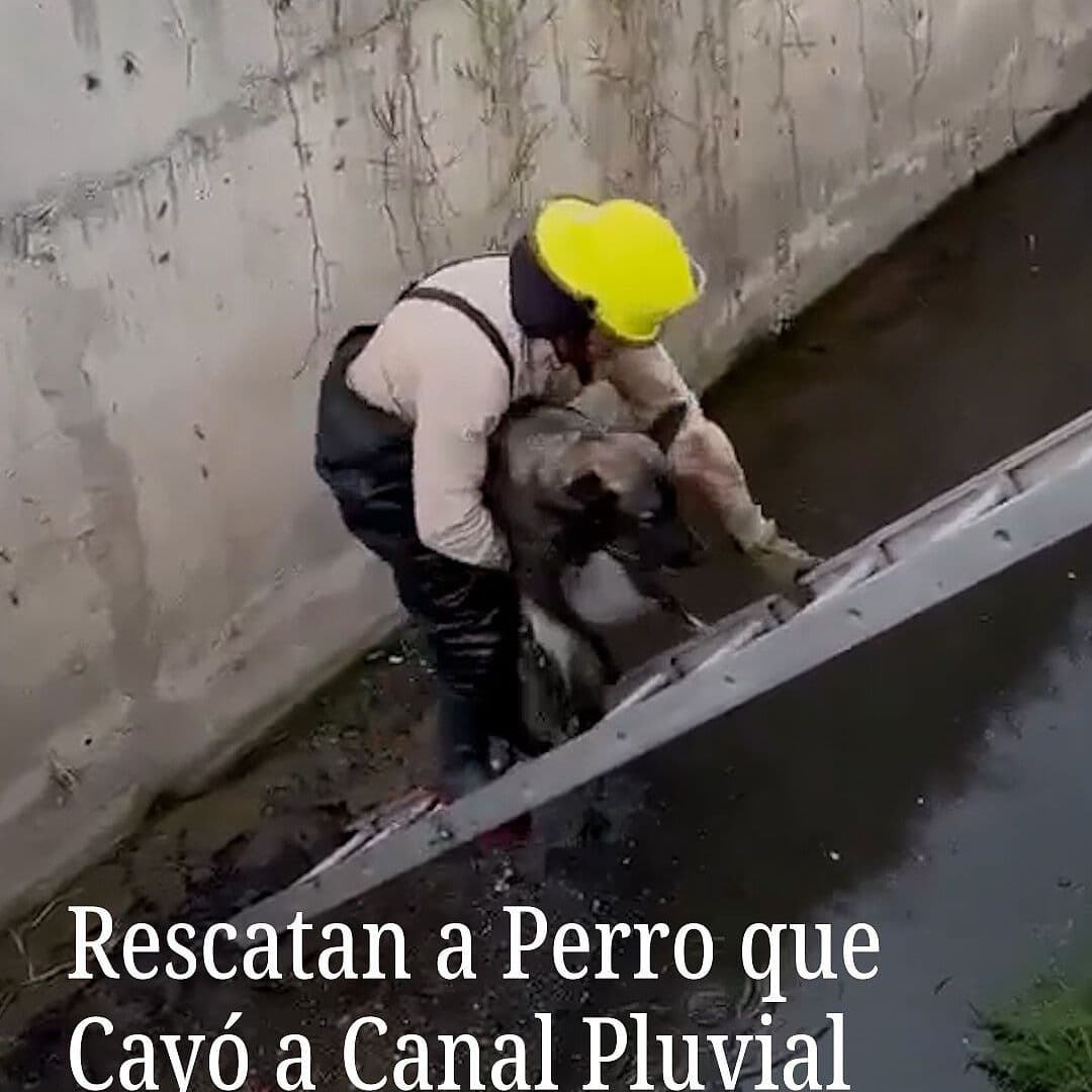 Rescatan a Perro que Cayó a Canal Pluvial