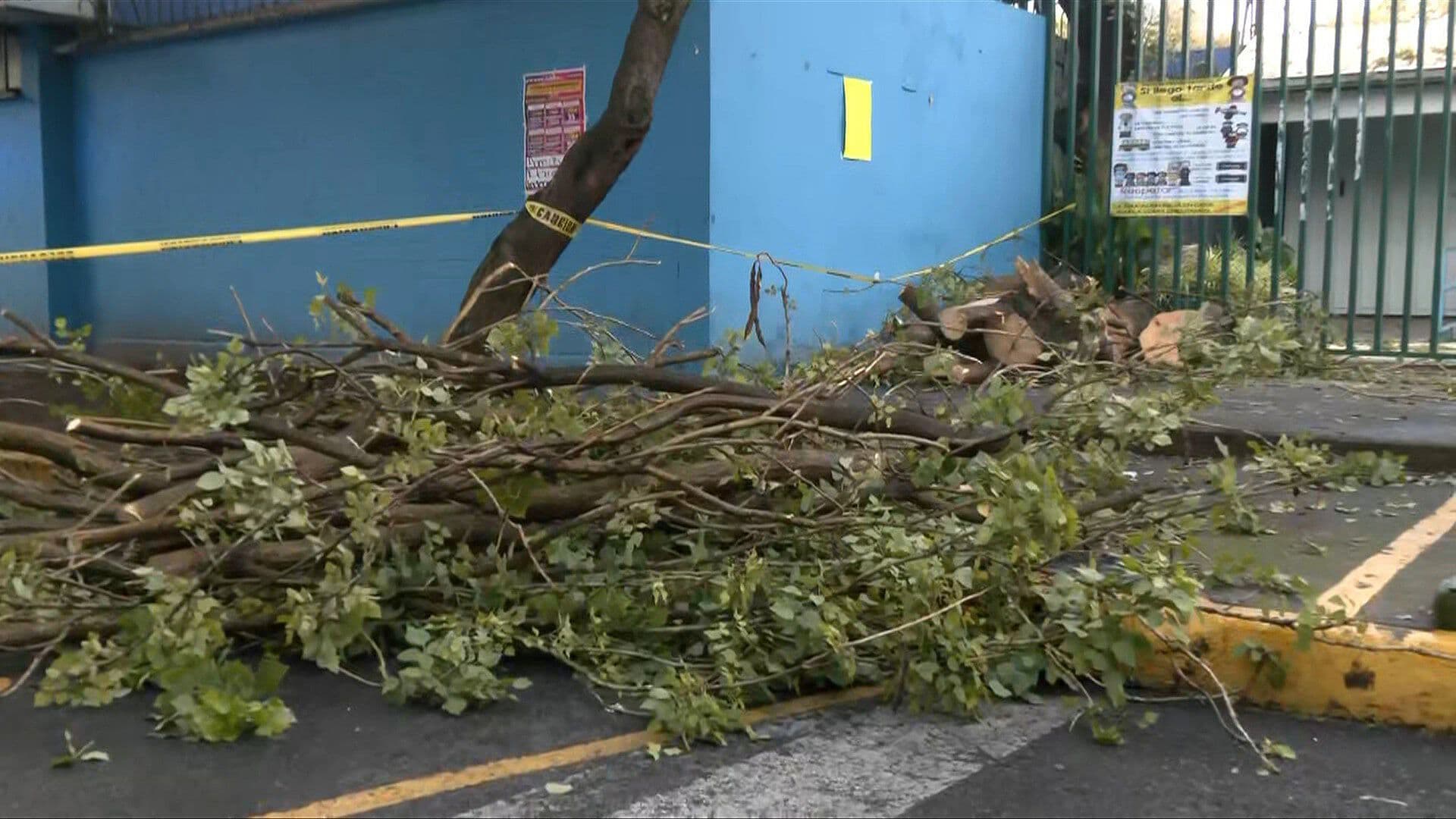 Lluvias Derriban Enorme Árbol Frente a una Secundaria en la Benito Juárez, CDMX