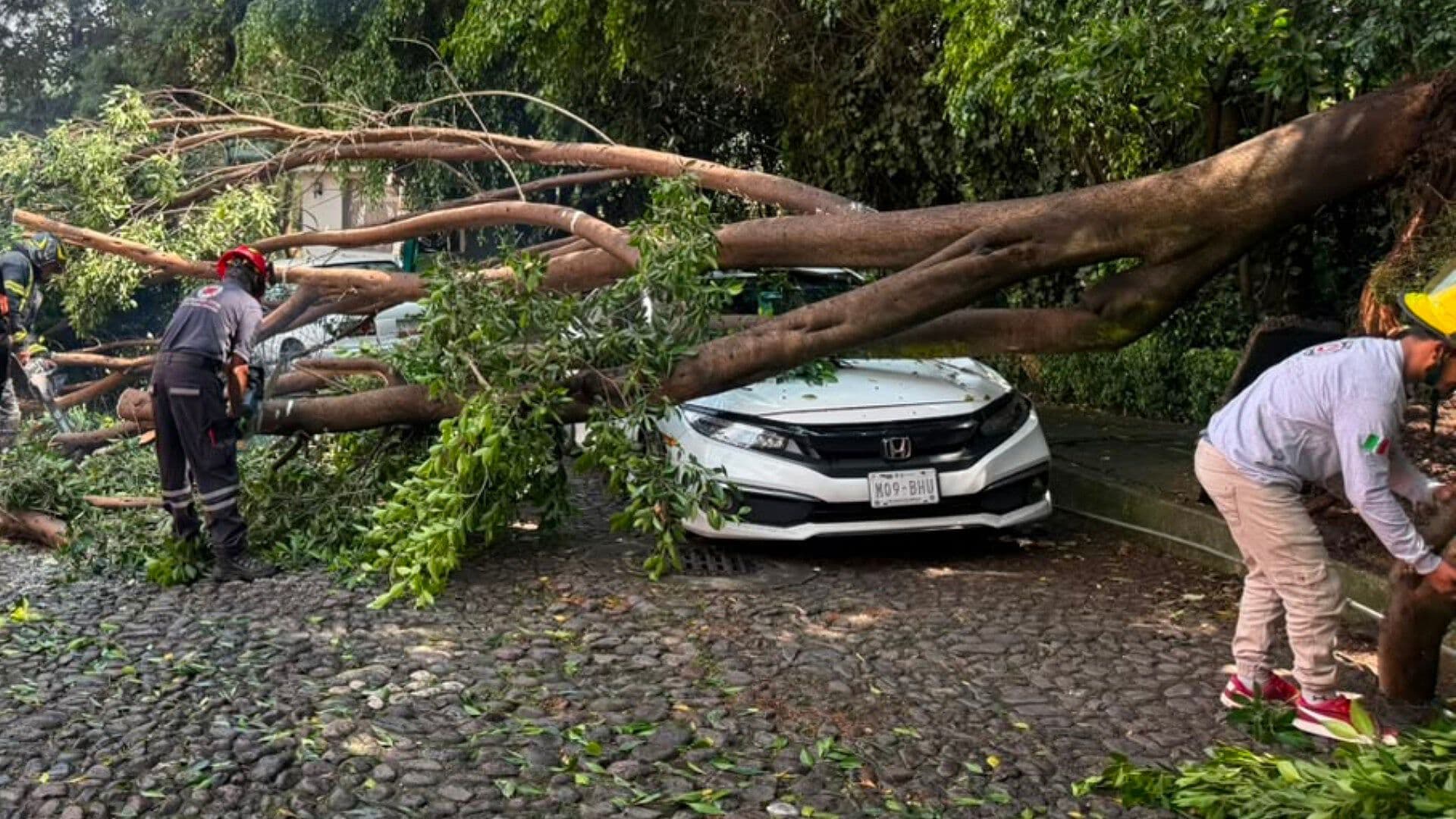 Auto Queda Destrozado por un Árbol que Cayó en la Alcaldía Álvaro Obregón, CDMX