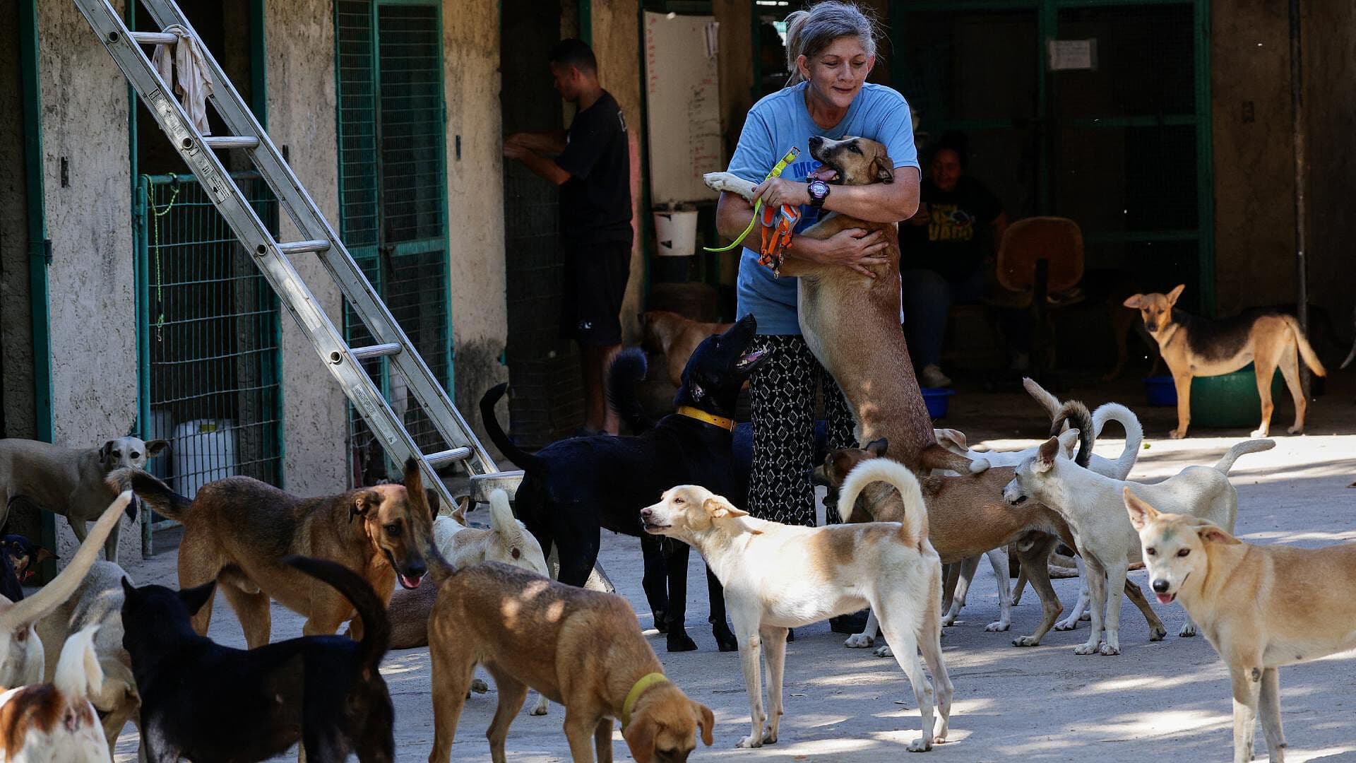 Venezuela: Cientos de Animales Quedaron Abandonados tras Sismos en La Guaira