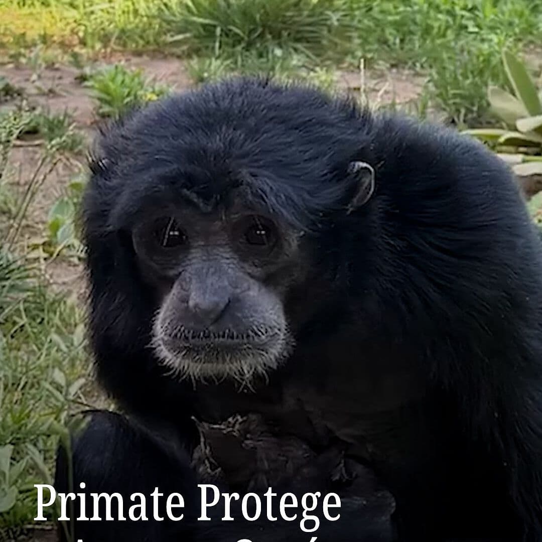 Primate Protege a Ave que Cayó de un Nido
