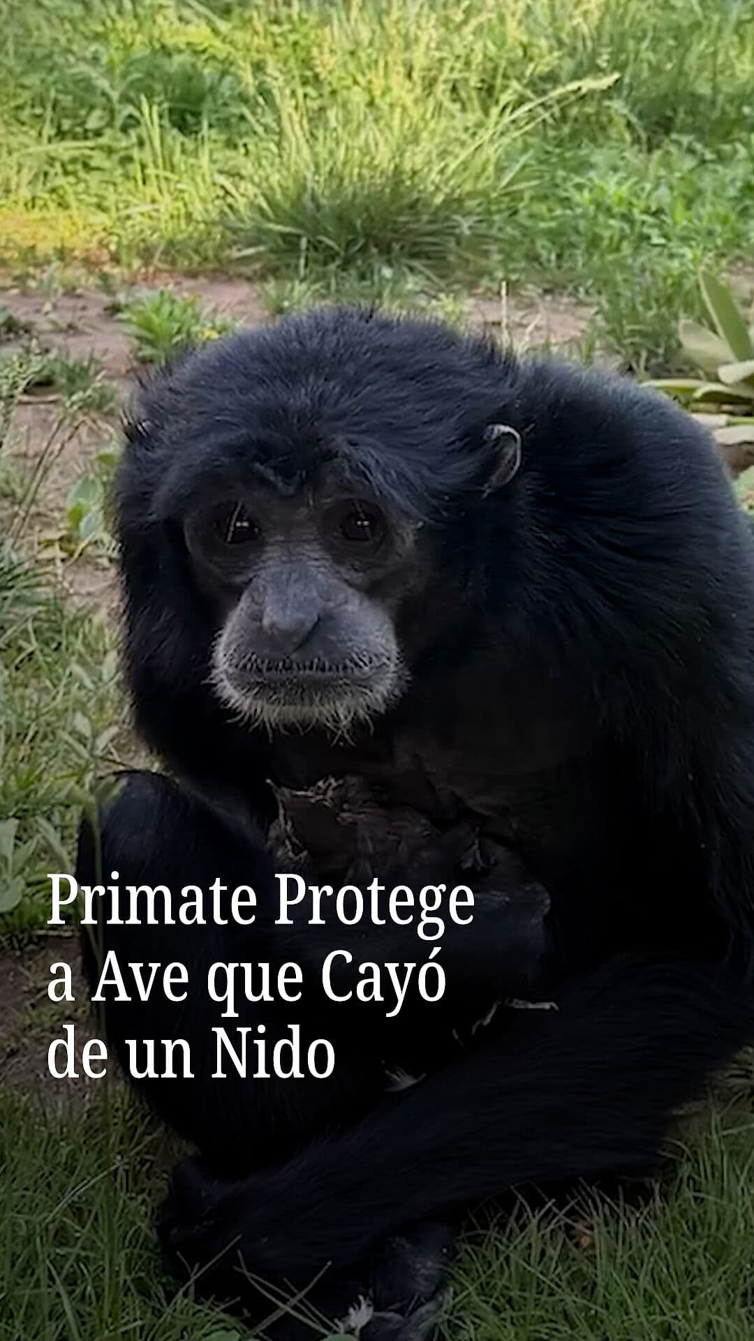 Primate Protege a Ave que Cayó de un Nido