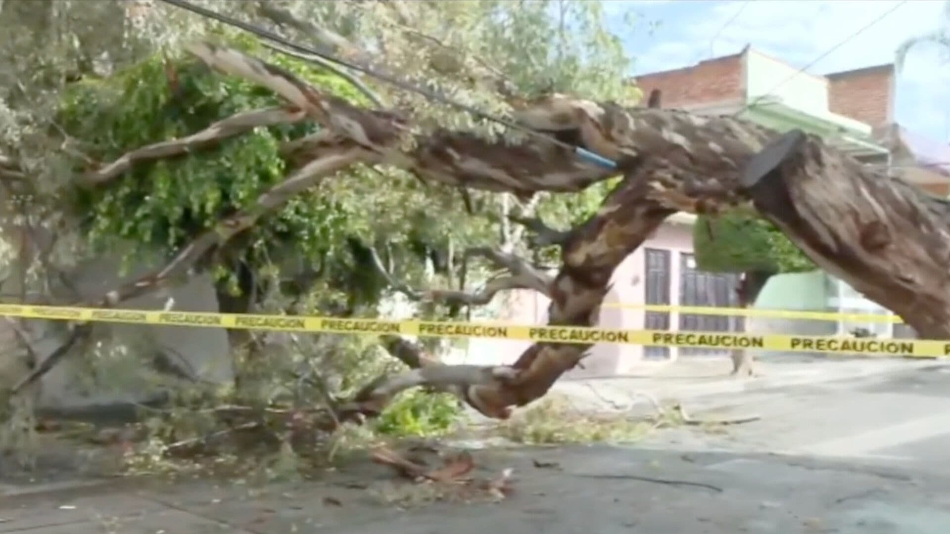 Árbol Cae Sobre Una Casa en la Colonia Loma Bonita en León
