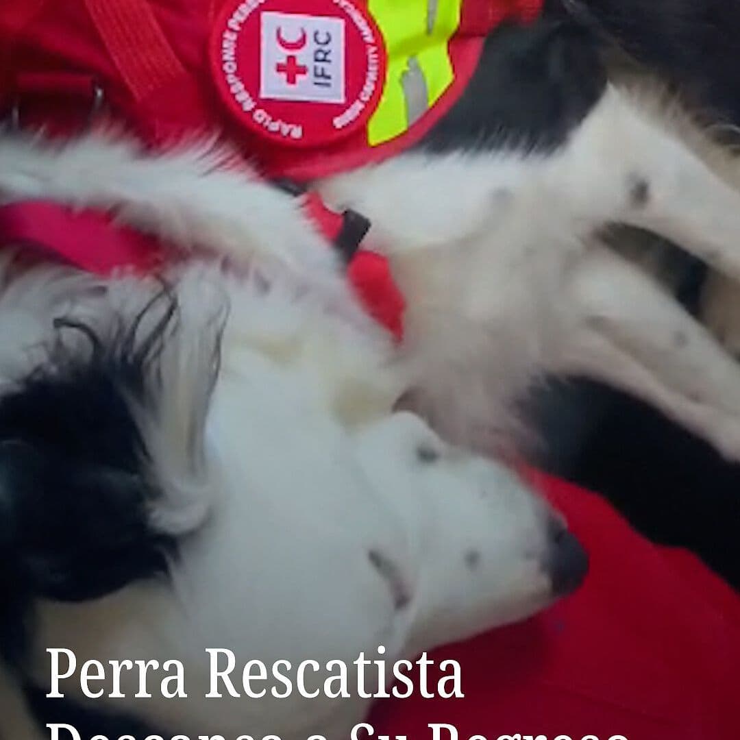 Perro Rescatista Descansa a Su Regreso a México