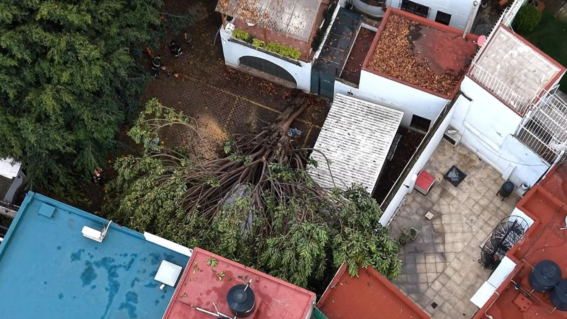 Otro Árbol Se Desploma en CDMX; Ahora en Insurgentes San Borja