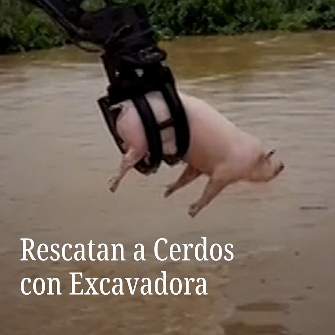 Rescatan con Excavadora a Cerdos Arrastrados por Inundación