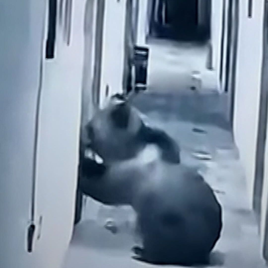 Huésped Despierta y Halla un Oso en Su Cuarto de Hotel