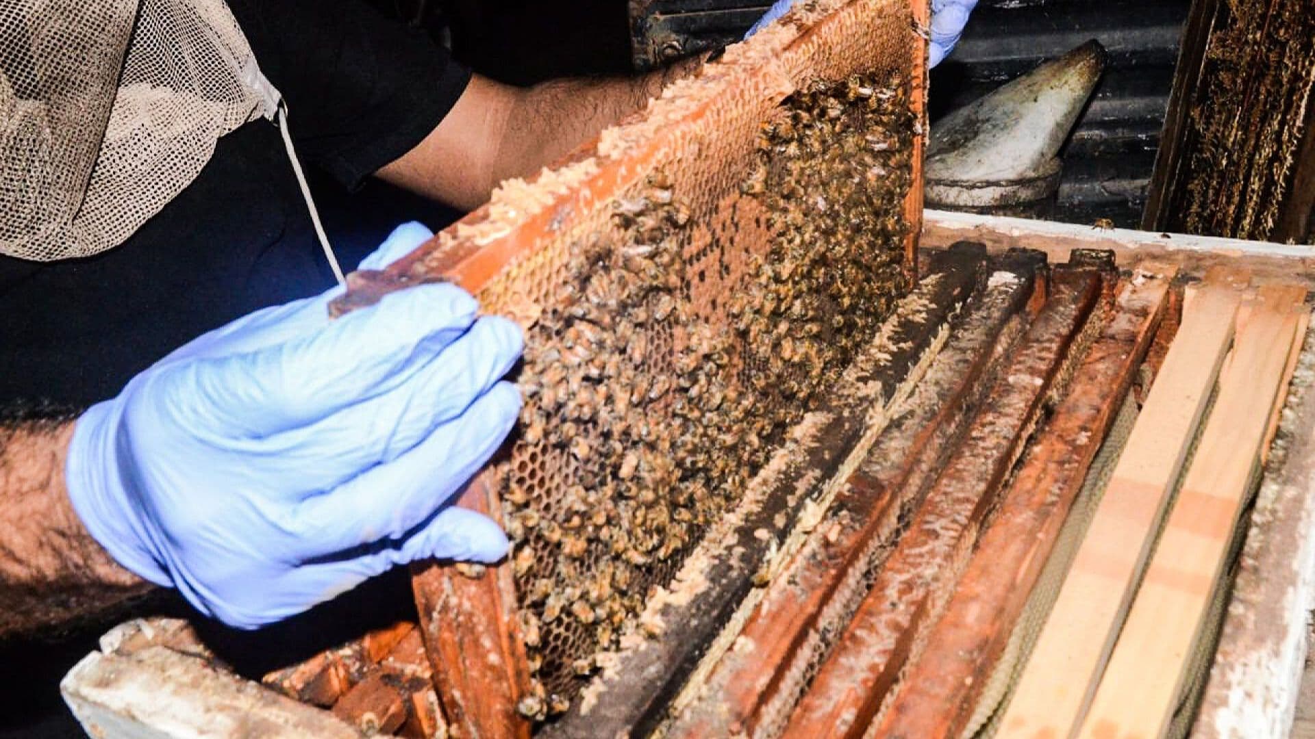SCJN Analizará Reconocer a las Abejas como Sujetos de Derecho