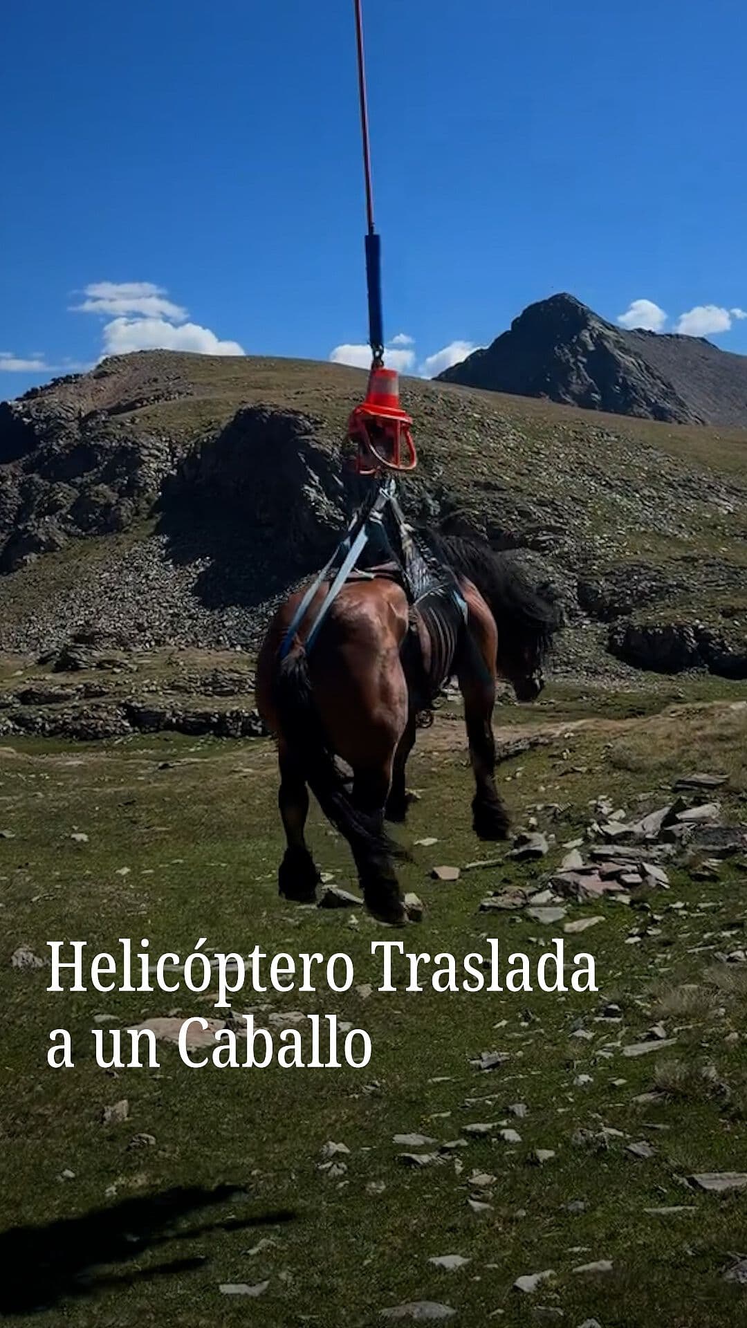 Helicóptero Traslada a un Caballo