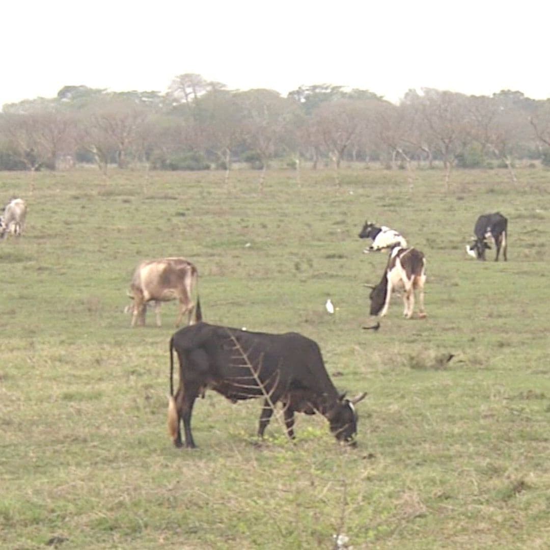 Baja el Precio de Ganado por Ingreso de Carne de Sudamérica Afirman Comerciantes de Veracruz
