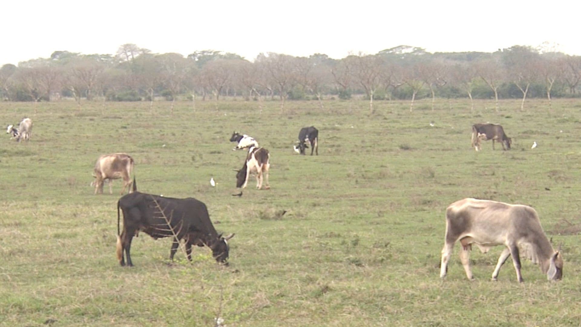 Baja el Precio de Ganado por Ingreso de Carne de Sudamérica Afirman Comerciantes de Veracruz