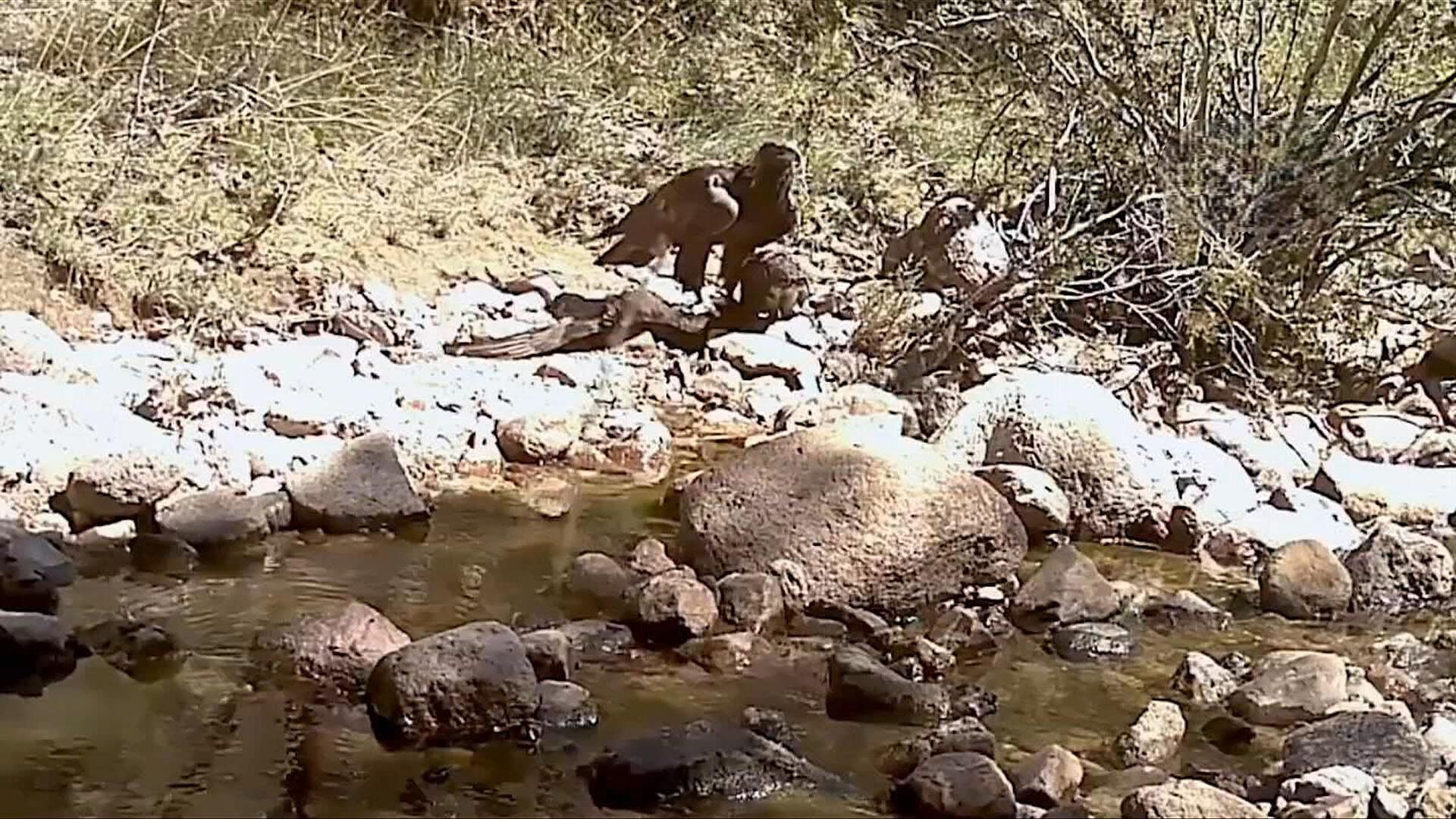 VIDEO | Captan a Águila Real Comiendo a Zopilote Aura en Aguascalientes