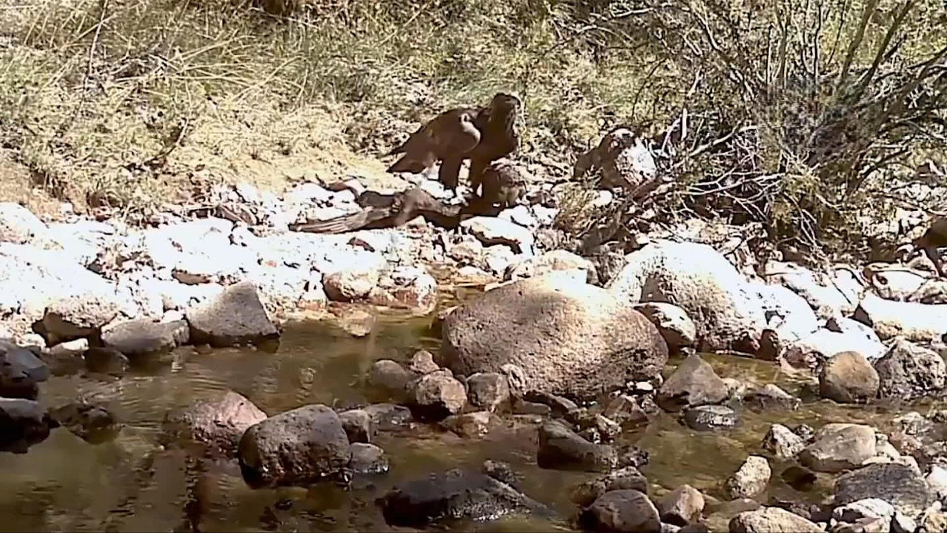 VIDEO | Captan a Águila Real Comiendo a Zopilote Aura en Aguascalientes