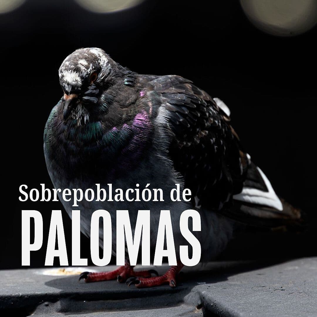 Sobrepoblación de Palomas