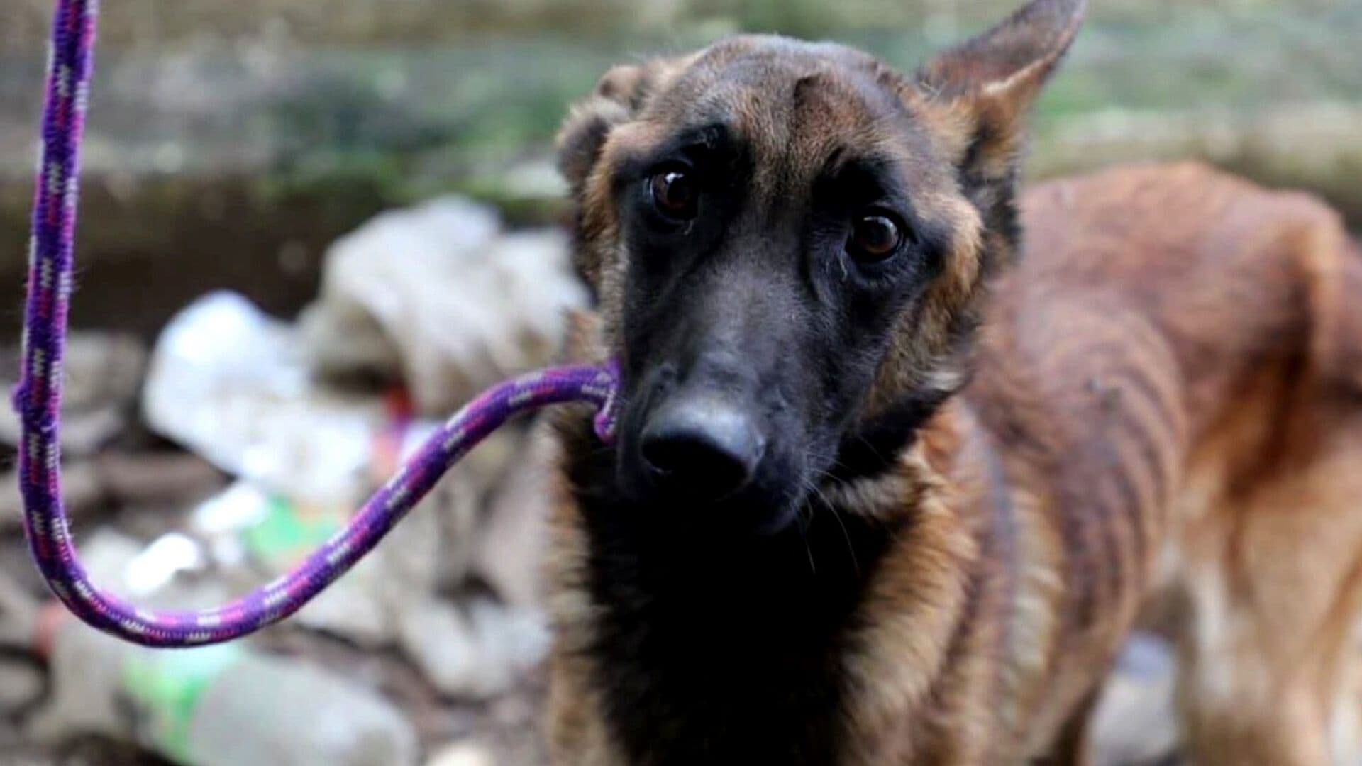 Rescatan a Perros, Gatos y Conejo en Abandono Durante Cateos en Morelia, Michoacán