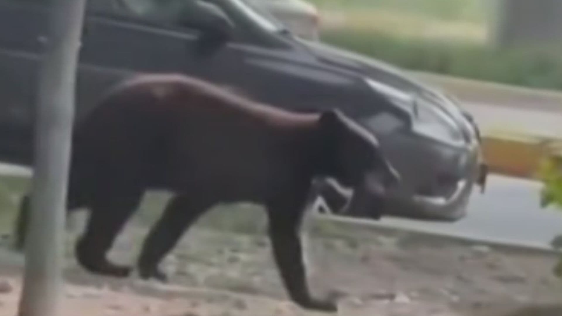 Captan a un Oso Negro Caminando entre Autos en Monterrey, Nuevo León