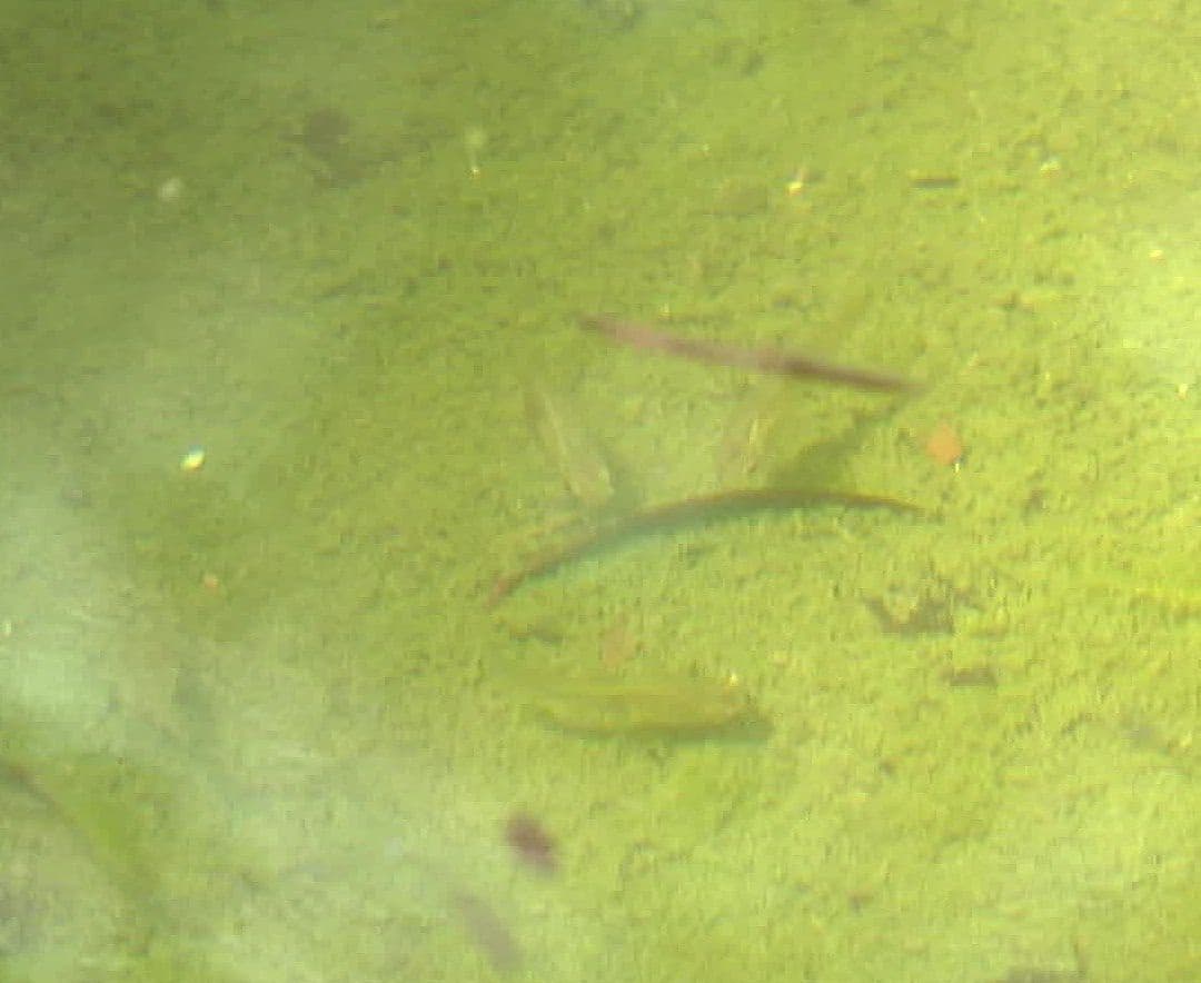 Han Colocado Peces Guppy en 3 Mil 500 Viviendas durante 2026 para Combatir el Dengue en Jalisco